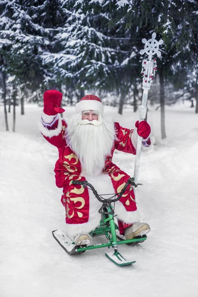Santa Claus Divertido Alegre Paseos Aire Libre Bosque Feliz Año — Foto de Stock