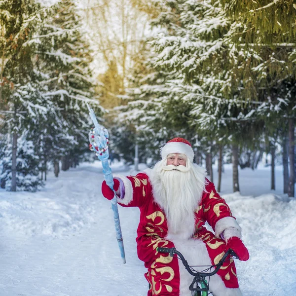 Santa Claus Divertido Alegre Paseos Aire Libre Bosque Feliz Año —  Fotos de Stock