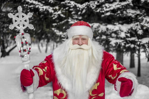 Zabawny Wesoły Święty Mikołaj Świeżym Powietrzu Lesie Ośnieżone Jodły Oddziałów — Zdjęcie stockowe