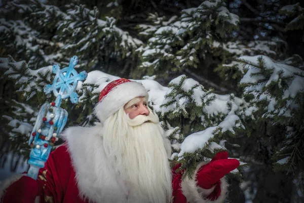 Zábavný Veselý Santa Claus Čerstvém Vzduchu Lese Zasněžené Jedle Větví — Stock fotografie