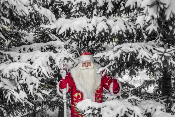 Zábavný Veselý Santa Claus Čerstvém Vzduchu Lese Zasněžené Jedle Větví — Stock fotografie