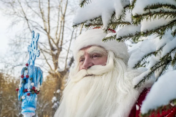 Zábavný Veselý Santa Claus Čerstvém Vzduchu Lese Zasněžené Jedle Větví — Stock fotografie