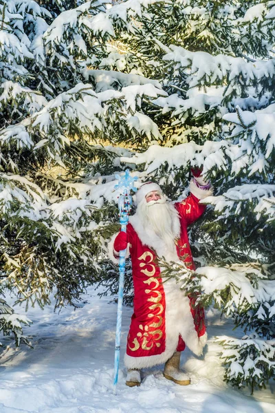 有趣而愉快的圣诞老人在森林里的新鲜空气和白雪覆盖的冷杉树枝上新年快乐 — 图库照片