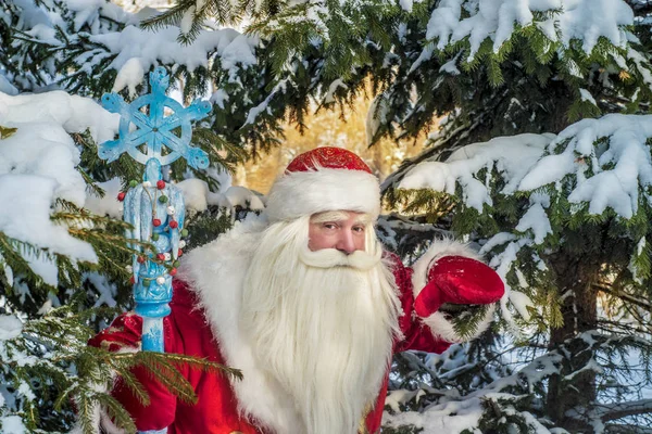 Bir Orman Karla Kaplı Göknar Temiz Havada Komik Neşeli Noel — Stok fotoğraf