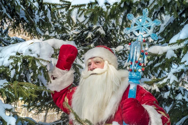 Funny Cheerful Santa Claus Fresh Air Forest Snow Covered Fir — Stock Photo, Image