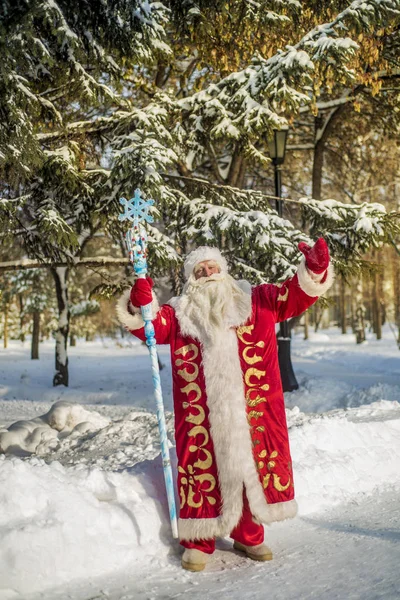 Funny Cheerful Santa Claus Fresh Air Forest Snow Covered Fir — Stock Photo, Image