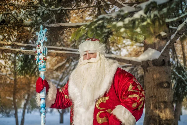 Lustige Und Fröhliche Weihnachtsmänner Der Frischen Luft Wald Und Schneebedeckte — Stockfoto