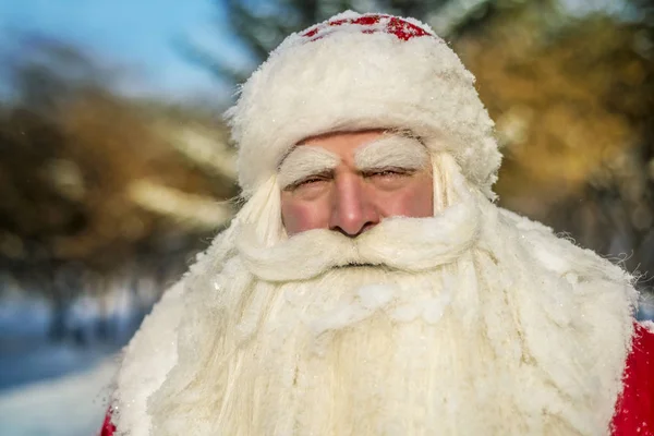 Funny Cheerful Santa Claus Fresh Air Forest Snow Covered Fir — Stock Photo, Image