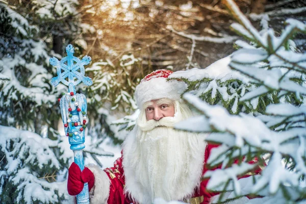 Bir orman ve karla kaplı Göknar temiz havada komik ve neşeli Noel Baba'ya Happy New Year şubeleri