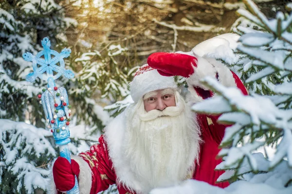 Zábavný Veselý Santa Claus Čerstvém Vzduchu Lese Zasněžené Jedle Větví — Stock fotografie