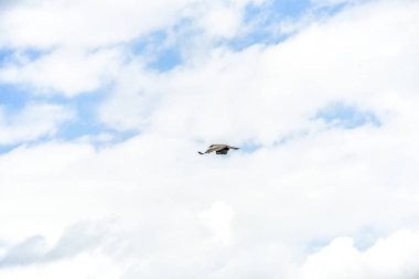 Kartal görkemli soars ve mavi gökyüzü bulutlu karşı güneşli bir günde uçar.