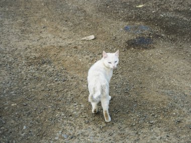 Toprak zemin üzerine beyaz kedi. Beyaz kedi görünüyor ve taşlı yerde duruyor.