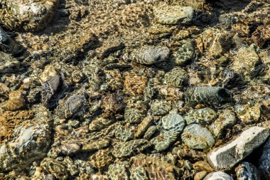 Öğleden sonra güzel dağ dere. Güzel dağ dere taşları ve renkli bir ısmarlayarak köpüklü dalgalar ve su sıçramalarına ve gün boyunca akışının taşlar ile.