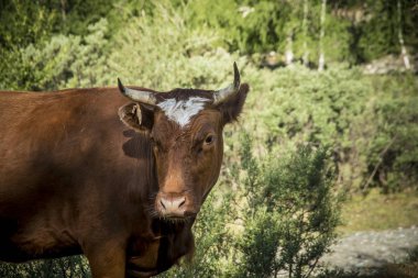 Kahverengi inek doğa arka plan üzerinde. Kahverengi inek doğa arka plan üzerinde uykulu bir sabahı ileriye.