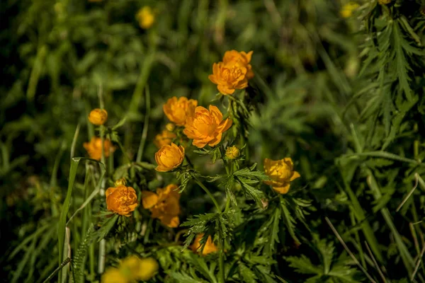 Beautiful Yellow Field Meadow Flowers Beautiful Yellow Field Meadow Flowers — Stock Photo, Image