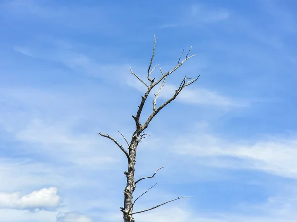 Osaměle Stojící Suchý Strom Osaměle Stojící Kufr Větvemi Suchý Strom — Stock fotografie