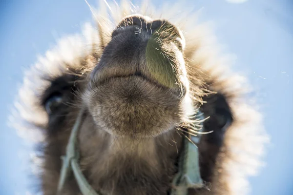 The muzzle and face of a camel looking forward against a blue sky, on a sunny day.