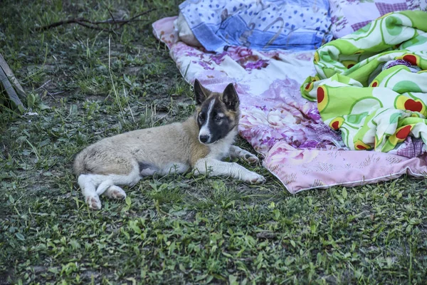 The dog is lying on a blanket. A dog and a puppy are lying on a blanket and bedspread at a picnic in the summer on green grass on a sleepy day.