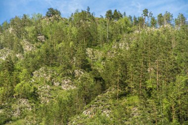 Güzel manzarası ve altay doğa manzara. Dağ orman ve ağaç güneşli bir görkemli manzara.