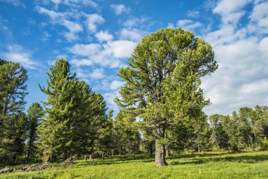 Güzel manzarası ve altay doğa manzara. Yüksek dağlar ve kayalıklarla mavi gökyüzü bulutlu güneşli bir karşı görkemli manzara.