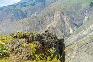 Güzel manzarası ve altay doğa manzara. Yüksek dağlar ve kayalar mavi gökyüzü güneşli bir karşı görkemli manzara.