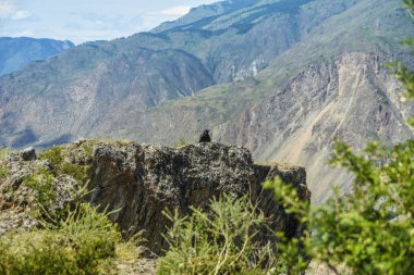 Güzel manzarası ve altay doğa manzara. Yüksek dağlar ve kayalar mavi gökyüzü güneşli bir karşı görkemli manzara.