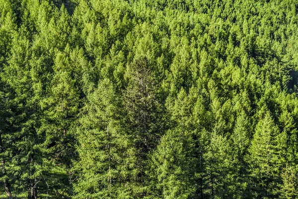 Hermosas Vistas Paisaje Naturaleza Altai Montañas Pintorescas Con Árboles Arbustos — Foto de Stock