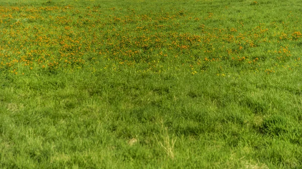 Güzel manzarası ve altay doğa manzara. Çalılar ve çim ve güneşli bir kır çiçekleri ile pitoresk bir alan.