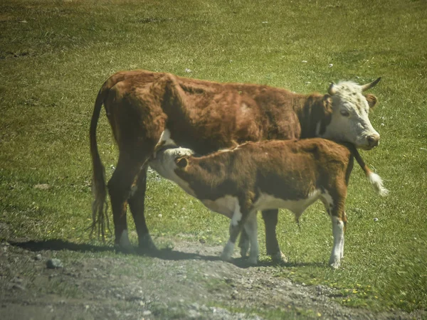 Hermosas Vistas Paisaje Naturaleza Altai Ternero Bebiendo Leche Una Vaca —  Fotos de Stock