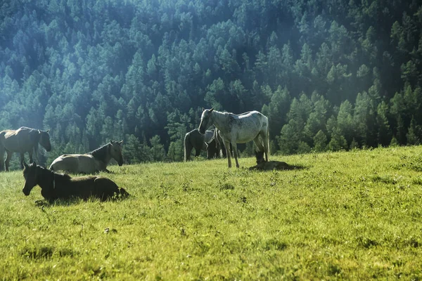 Belles Vues Paysage Nature Altaï Troupeau Chevaux Dans Une Prairie — Photo