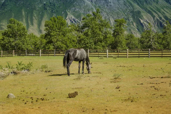 美丽的景色和阿尔泰自然的风景 在阳光明媚的日子里 一匹孤独的马在草地上的树篱上吃草 — 图库照片