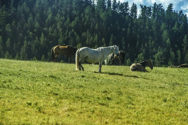 Belles vues et paysage de la nature Altaï . — Photo