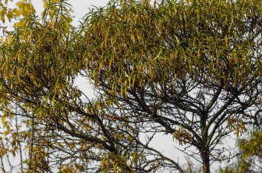Öğleden sonra güzel sonbahar doğa. Güzel sonbahar sarı doğa ve manzara gökyüzü gün boyunca.