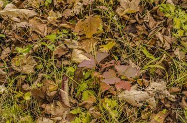 Öğleden sonra güzel sonbahar doğa. Güzel sonbahar sarı yaprakları ve doğa ve doku günün yakın.