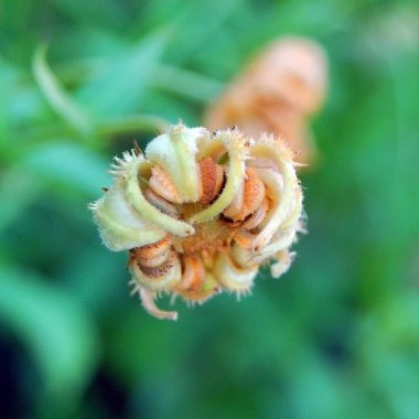 Güzel ve parlak çiçekler. Doğa ve yeşil arka plan üzerinde güzel unblown sarı çiçek.