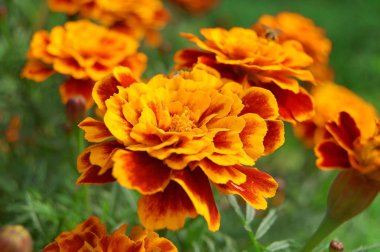 Güzel ve parlak çiçekler. Güzel buket sarı çiçek.