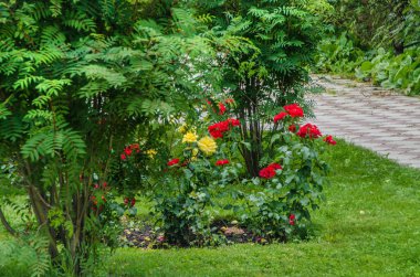 Güzel ve parlak çiçekler. Güzel buket ve flowerbed doğaya karşı parkta yeşillik zemin renkli süs çiçek.