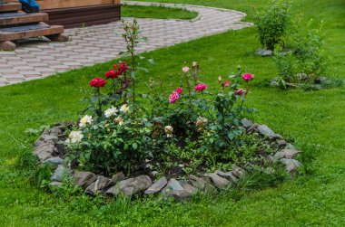 Güzel ve parlak çiçekler. Güzel buket ve flowerbed doğaya karşı parkta yeşillik zemin renkli süs çiçek.