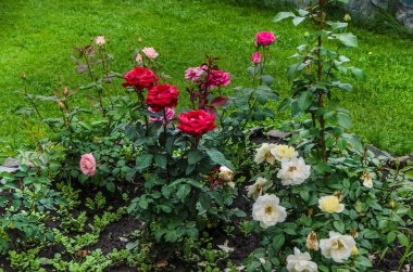 Güzel ve parlak çiçekler. Güzel buket ve flowerbed doğaya karşı parkta yeşillik zemin renkli süs çiçek.