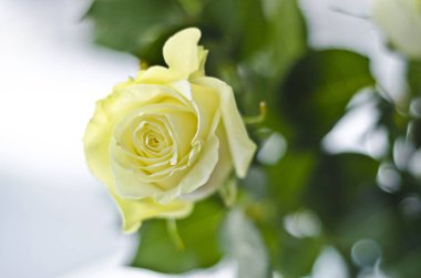 Güzel ve parlak çiçekler. Güzel iç ışık ve beyaz zemin üzerine sarı gül buketi.