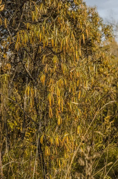 Vackra Höst Naturen Eftermiddagen Vackra Gula Höstlöv Och Naturen Och — Stockfoto