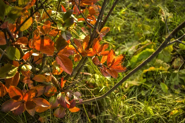美丽的秋天自然在下午 美丽的秋黄叶和自然和一天的纹理关闭 — 图库照片