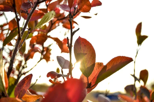 Gyönyörű Őszi Természet Délután Szép Őszi Sárga Levelek Természet Ellen — Stock Fotó