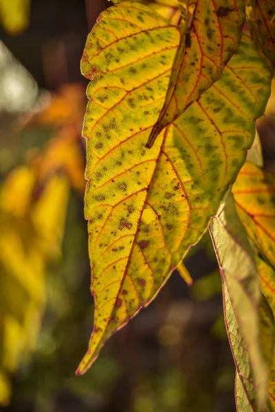 Gyönyörű Őszi Természet Délután Szép Őszi Sárga Levelek Természet Nap — Stock Fotó