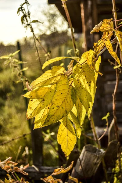 Hermosa Naturaleza Otoñal Por Tarde Hermosas Hojas Amarillas Otoñales Día — Foto de Stock