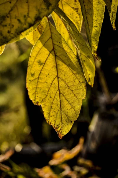 Bela Natureza Outono Tarde Lindas Folhas Amarelas Outono Dia Natureza — Fotografia de Stock