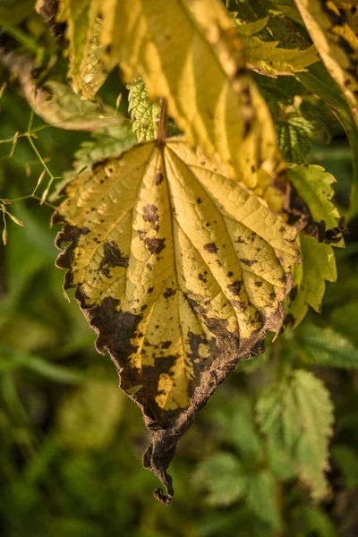 Осенняя Природа После Обеда Осенние Желтые Листья День Природы Рядом — стоковое фото
