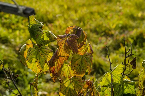 Krásná Podzimní Příroda Odpoledních Hodinách Krásný Podzim Žluté Listí Příroda — Stock fotografie