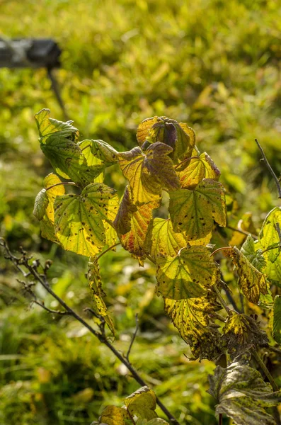 美丽的秋天自然在下午 美丽的秋黄叶和自然天接近与宏观距离 — 图库照片