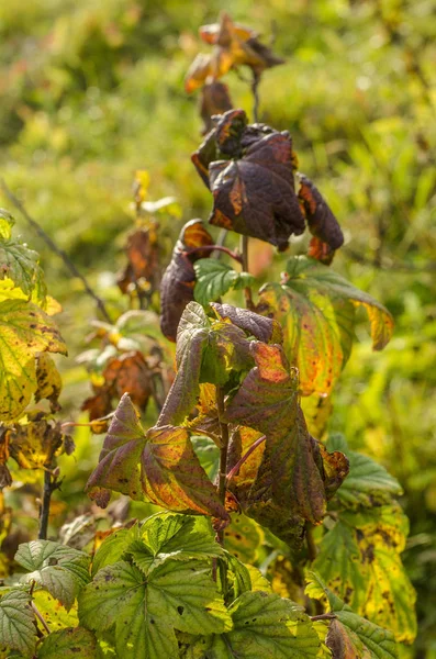 Mooie Herfst Natuur Middag Mooie Herfst Gele Bladeren Natuur Dag — Stockfoto